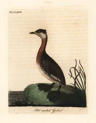 Red-necked grebe, Podiceps grisegena (Podiceps rubricollis). Handcoloured copperplate drawn and engraved by John Latham from his own A General History of Birds, Winchester   1175154   no       norwegian Successfully Translated  Original: Doublure in Levant