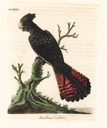 Rødhalet svartkakadu, Calyptorhynchus banksii (Banks-kakadu, Psittacus banksii). Håndkolorert kobberstikk tegnet og gravert av John Latham fra hans eget verk A General History of Birds, Winchester