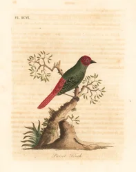 Rødstrupet papegøyefink, Eritrea psittacea (papegøyefink, Fringilla psittacea). Håndfarget kobberplate tegnet og gravert av John Latham fra hans egen A General History of Birds, Winchester