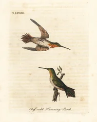 Rufous kolibri, Selasphorus rufus (Ruff-necked kolibri, Trochilus collaris). Mann og kvinne. Håndfarget kobberplate tegnet og gravert av John Latham fra hans egen A General History of Birds, Winchester