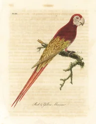 Scarlet ara, Ara macao (rød og gul ara, Macrocercus aracanga). Håndfarget kobberplate tegnet og gravert av John Latham fra hans egen A General History of Birds, Winchester