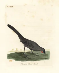 South Island, New Zealand kokako, Callaeas cinerea cinerea, erklært utdødd i 2007 (Cinereous wattle bird, Calloeas cinerea). Håndfarget kobberplate tegnet og gravert av John Latham fra hans egen A General History of Birds, Winchester