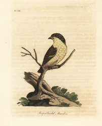 Stripete pardalote, Pardalotus striatus (Stripehodet manakin, Pipra striata). Håndfarget kobberplate tegnet og gravert av John Latham fra hans egen A General History of Birds, Winchester