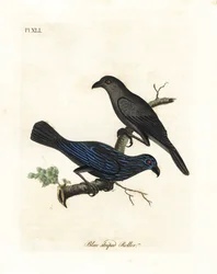 Tråstriet stær, Aplonis striata (Blåstripet rull, Coracias striata). Håndfarget kobberplate tegnet og gravert av John Latham fra hans egen A General History of Birds, Winchester
