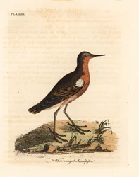 Tahitisk sandpipe, Prosobonia leucoptera. Utryddet. (Hvitvinget sandpiper, Tringa leucoptera.) Håndfarget kobberplate tegnet og gravert av John Latham fra hans egen A General History of Birds, Winchester