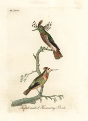 Toppkolibrier, Lophornis ornatus (kolibrier med topp på halsen, Trochilus ornatus). Hann og hunn. Håndkolorert kobberstikk tegnet og gravert av John Latham fra hans eget verk A General History of Birds, Winchester