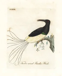 Tolvtrådet paradisfugl, Seleucidis melanoleucus (Paradisea nigricans). Håndfarget kobberplate tegnet og gravert av John Latham fra hans egen A General History of Birds, Winchester