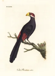 Fiolett turaco eller violet plantain-eter, Musophaga violacea. Håndfarget kobberplate tegnet og gravert av John Latham fra hans egen A General History of Birds, Winchester