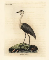 Hodeskalle, Bugeranus carunculatus. Sårbar. (Wattled heron, Ardea carunculata.) Håndfarget kobberplate tegnet og gravert av John Latham fra hans egen A General History of Birds, Winchester