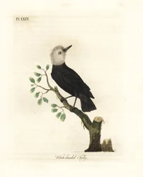 Hvithodet myrtyrann, Arundinicola leucocephala (Hvithodet tody, Todus leucocephalus). Håndfarget kobberplate tegnet og gravert av John Latham fra hans egen A General History of Birds, Winchester