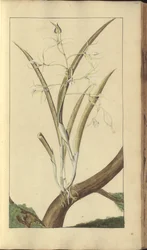 En side fra 'Elegancies of Jamaica', 285
