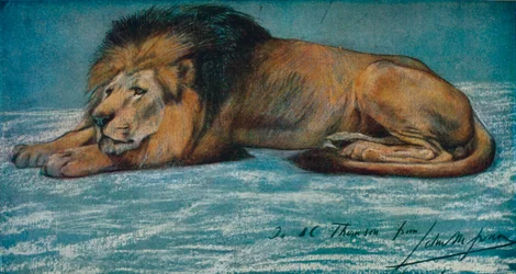 Pastellstudie av en løve, c1900