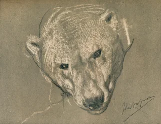 Studie av et isbjørnhode, c1901