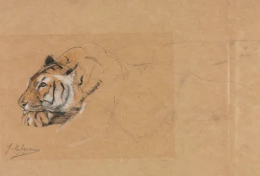 Tiger.