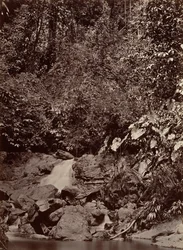 Tropisk landskap, Cascade, Limon River, 1871.