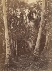 Tropisk landskap, skog nær Turbo, 1871.
