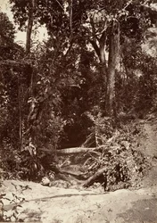 Tropisk landskap, The Brook El Bano, Chipigana, 1871.