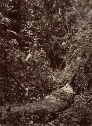 Tropisk natur, Tropisk skog, 1871.