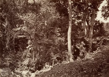 Tropisk landskap, utsikt nær Chipigana, 1871.