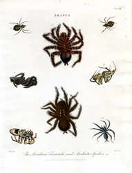 ARANEA: Avicularia; Tarantula og Aculeata edderkopper