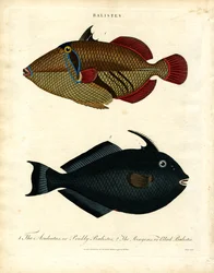 Balister: Triggerfish