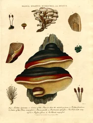 Blasia; Boletus; Buxbaumia; og Byssus