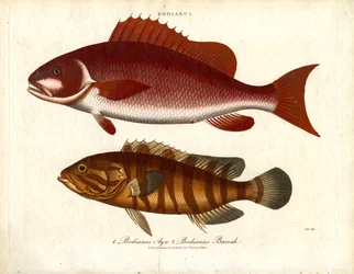 Bodianus - To arter av sjøabbor