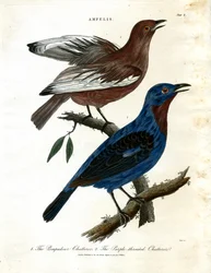 Skravlefugler (Ampelis)