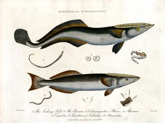 Echeneis og Echinorynchus: Sugende fisk og tornete laks