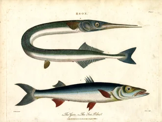 Esox: Gjedde og gjedde