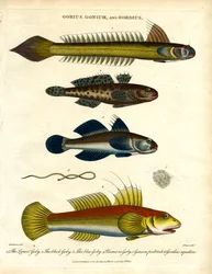 Gobius; Gonium og Gordius: Kutlinger og hårorm