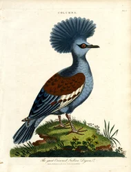 Stor kronede indiske due (Columba)