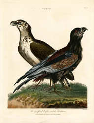 Griffard Eagle og båtmannen