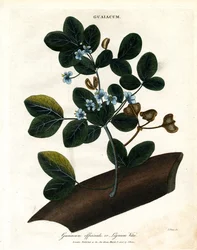 Guaiacum officinale – Livets tre