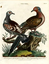 Marsvin og due (Columba)