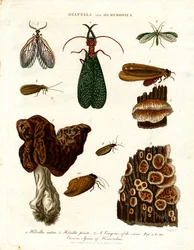 Helvella og Hemerobius