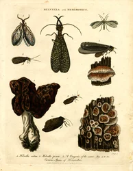 Helvella og Hemerobius