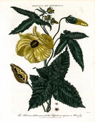 Hibiskus og Hippobosca