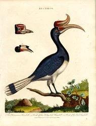 Hornbill-arter med regningdetaljer