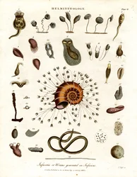 Infusoria eller ormer generert i infusjoner