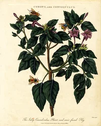 Jalap Convolvulus-plante og konisk-ansiktet flue
