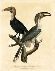 Javanhornbill og Gingala Hornbill (Buceros)