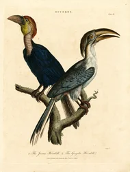 Javanhornbill og Gingala Hornbill (Buceros)