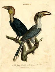 Javanhornbill og Gingala Hornbill