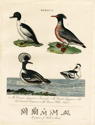 Smulefisker (Mergus)
