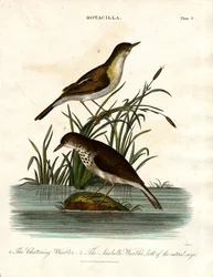 Motacilla: skravlesanger og Isabellasanger