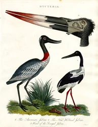 Mycteria-arter: Amerikansk; New Holland og Senegal Jabiru