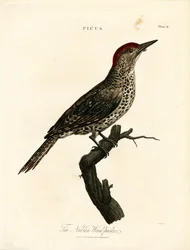 Nubisk hakkespett (Picus)