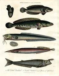 Ophicephalus og Ophidium