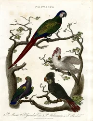 Papegøyer (Psittacus)